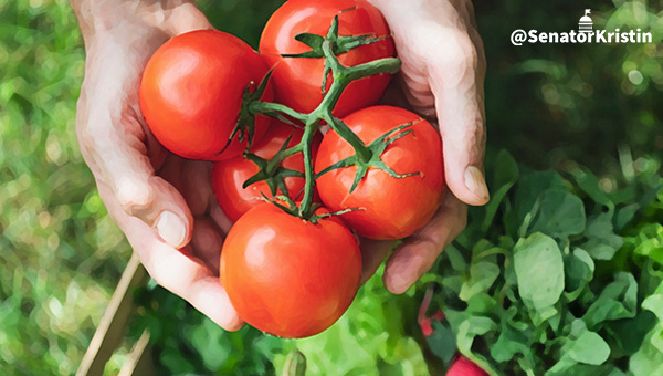 A person holds five tomatoes