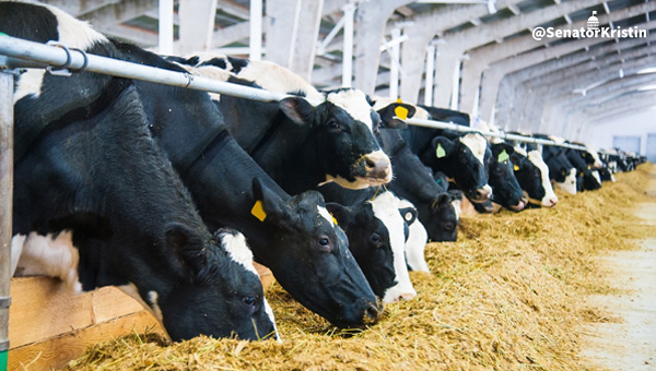 A row of cows eating indoors.