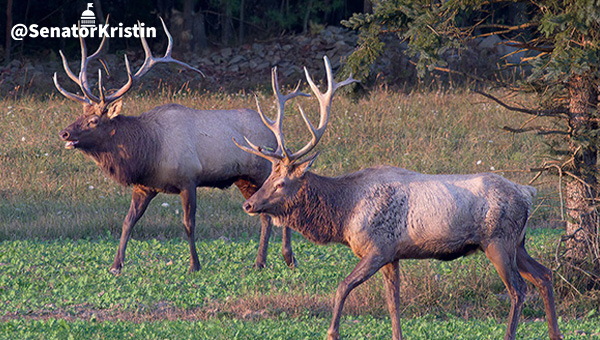 Two elk.