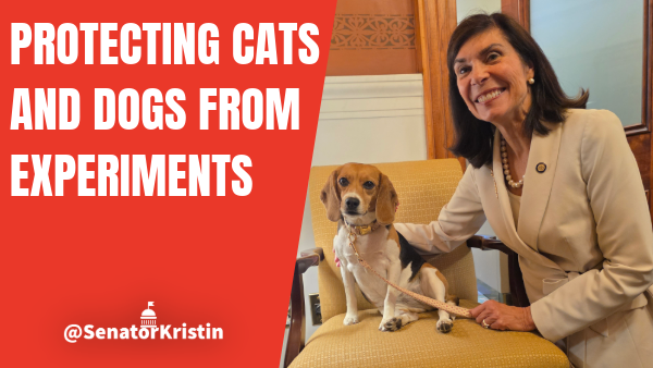 A beagle.