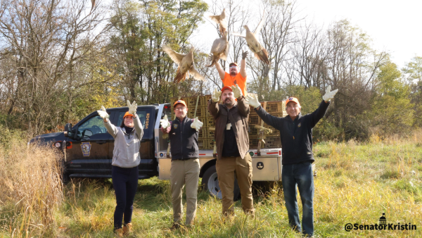 Sen. Phillips-Hill stocking pheasants.