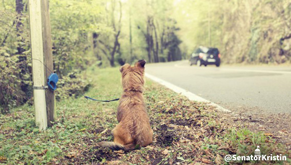 A dog tied up to a post as a car drives away.